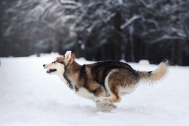 Köpek doğurmak Siberian dış yapraklar bir karlı üzerinde çalışan