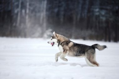 Köpek doğurmak Siberian dış yapraklar bir karlı üzerinde çalışan