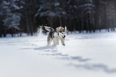 Köpek doğurmak Siberian dış yapraklar bir karlı üzerinde çalışan