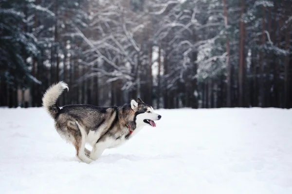 Razza di cane Siberian Husky che corre su una neve — Foto Stock