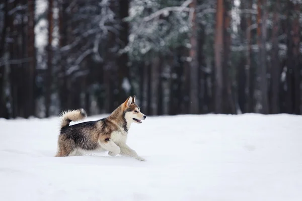 Cría de perros Husky siberiano corriendo sobre una nieve — Foto de Stock
