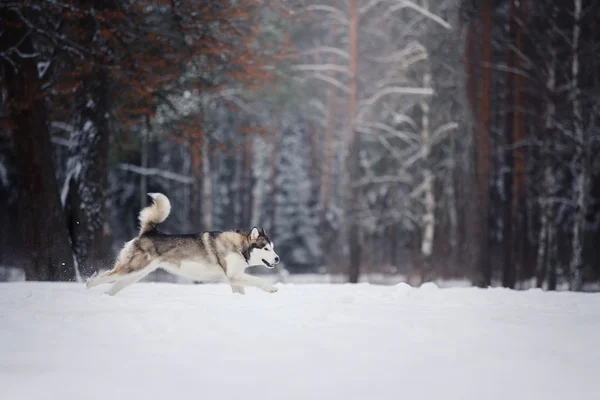 Cría de perros Husky siberiano corriendo sobre una nieve —  Fotos de Stock