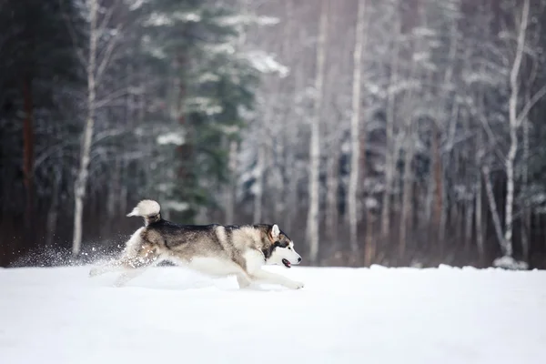 Cría de perros Husky siberiano corriendo sobre una nieve —  Fotos de Stock