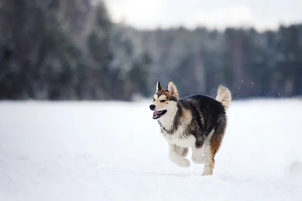 Razza di cane Siberian Husky che corre su una neve — Foto Stock