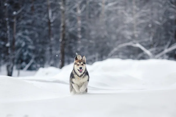 Köpek doğurmak Siberian dış yapraklar bir karlı üzerinde çalışan — Stok fotoğraf