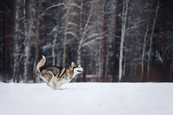Hunderasse Siberian Husky läuft auf einem verschneiten — Stockfoto