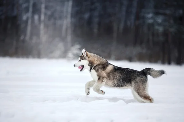 Chien de race Sibérienne Husky courir sur un enneigé — Photo
