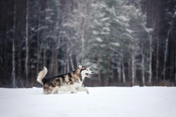 Собака породи Сибірський хаски курсує за сніжної — стокове фото
