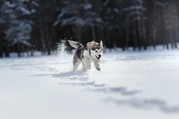 Cría de perros Husky siberiano corriendo sobre una nieve — Foto de Stock