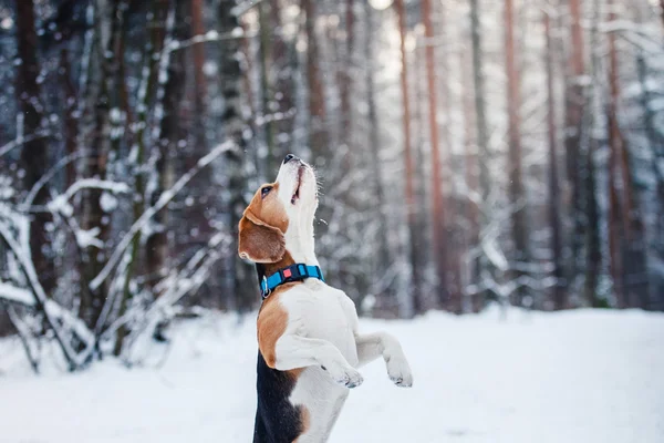 Dog φυλή Λαγωνικό περπάτημα στο δάσος του χειμώνα — Φωτογραφία Αρχείου