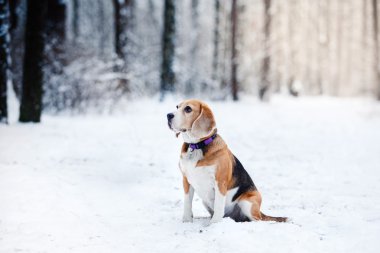 Köpek doğurmak kış ormanda yürüyüş Beagle