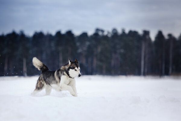 Dog breed Siberian Husky running on a snowy field in winter forest