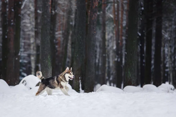 Razza di cane Siberian Husky che corre su una neve — Foto Stock