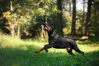 Doberman köpek, güzel evde beslenen hayvan