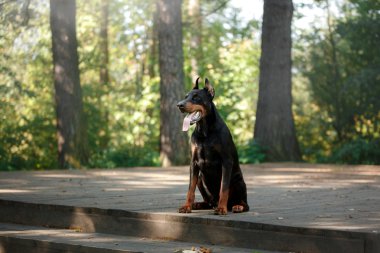 Doberman köpek, güzel evde beslenen hayvan
