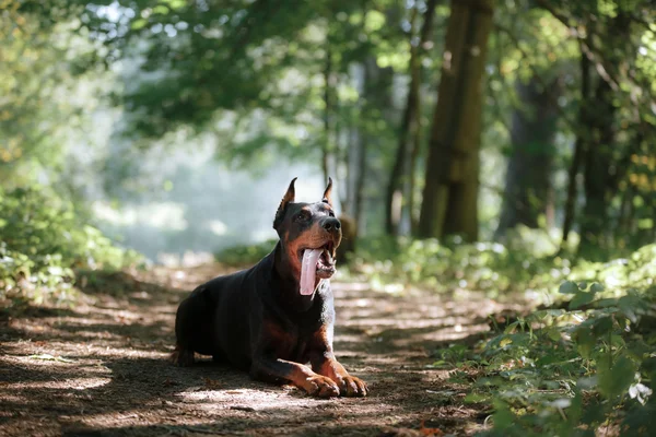 Doberman cão, lindo animal de estimação — Fotografia de Stock