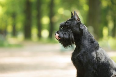 Köpek Dev Schnauzer