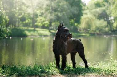Köpek Dev Schnauzer