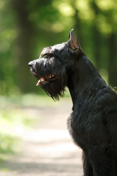 Dog Óriás Schnauzer — Stock Fotó