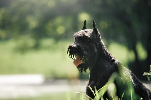 Dog Óriás Schnauzer — Stock Fotó