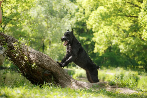 Hond Riesenschnauzer — Stockfoto