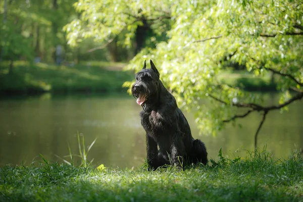 Dog Óriás Schnauzer — Stock Fotó