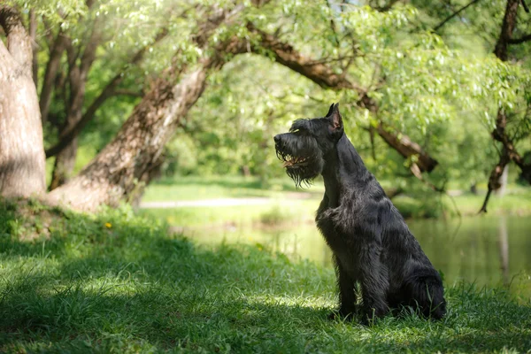 Dog Óriás Schnauzer — Stock Fotó