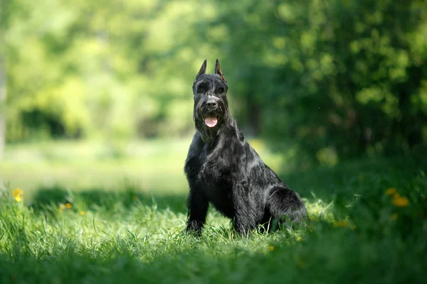 Dog Giant Schnauzer — Stock Photo, Image