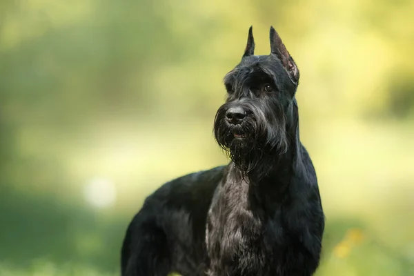 Hond Riesenschnauzer — Stockfoto