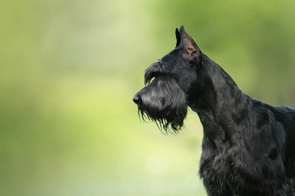 Собака різеншнауцера — стокове фото
