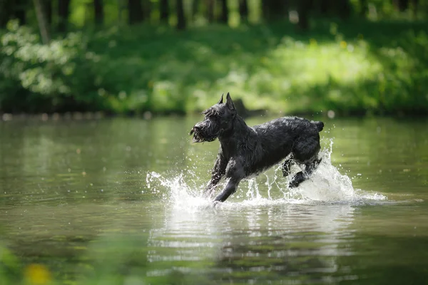 Giant Schnauzer σκύλο, κατοικίδιο ζώο, το περπάτημα σε ένα πάρκο καλοκαίρι — Φωτογραφία Αρχείου