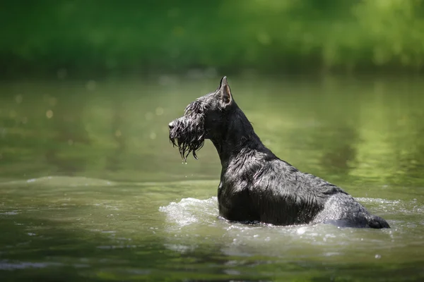 Hund Riesenschnauzer, pet promenader i en sommar park — Stockfoto