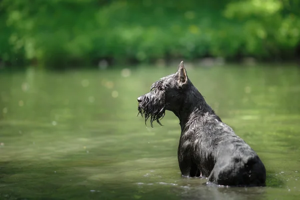 Hund Giant Schnauzer, kæledyrsvandring i en sommerpark - Stock-foto