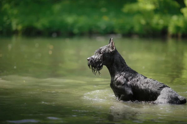 Hund Riesenschnauzer, pet promenader i en sommar park — Stockfoto