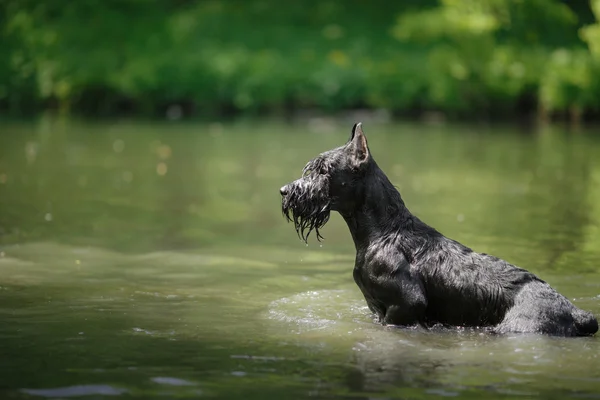 Hund Giant Schnauzer, kæledyrsvandring i en sommerpark - Stock-foto