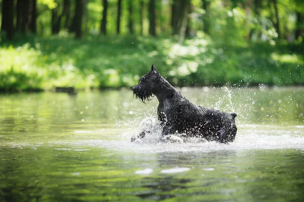 Perro gigante Schnauzer, mascota paseando en un parque de verano —  Fotos de Stock