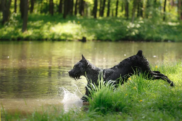 Dog Óriás Schnauzer, kisállat, egy nyári parkban — Stock Fotó