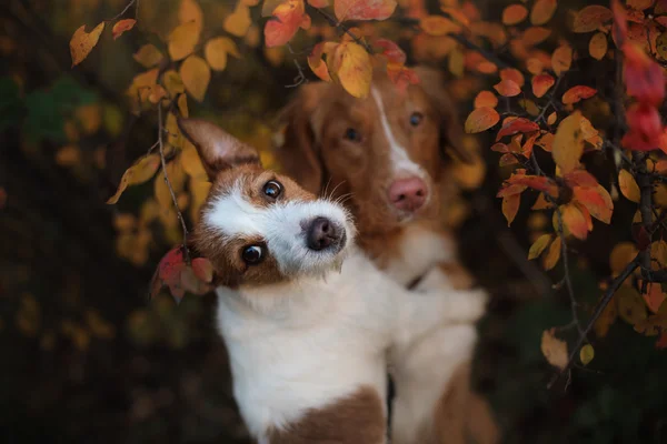 Humor de otoño. Perro Jack Russell Terrier y Nova Scotia Duck Tolling Retriever perro con hojas — Foto de Stock