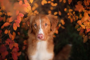 sonbahar ruh hali. Nova Scotia Duck Tolling Retriever köpek yaprakları ile