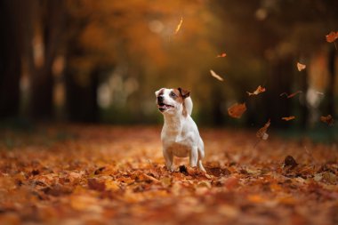 sonbahar ruh hali. Jack Russell Terrier köpek yaprakları ile. Altın ve kırmızı renk