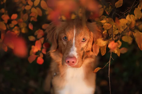 Clima de outono. Nova Scotia Duck Tolling Retriever cão com folhas — Fotografia de Stock