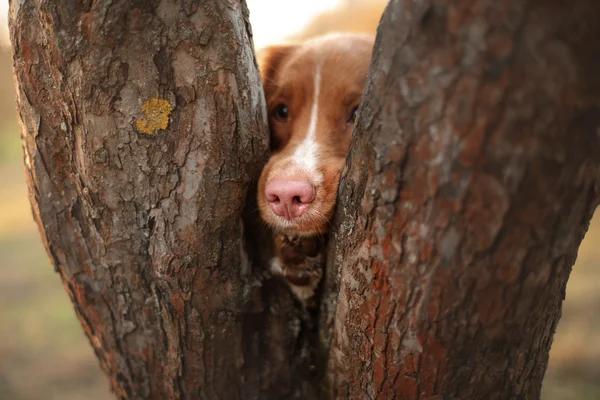 Humor de otoño. Nova Scotia Pato Tolling Retriever perro con hojas — Foto de Stock