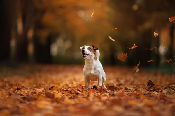 Humeur d'automne. Jack Russell Terrier chien avec des feuilles. or et couleur rouge — Photo