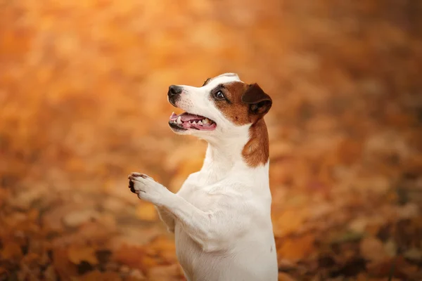 Herbststimmung. Jack Russell Terrier Hund mit Blättern. Farbe gold und rot — Stockfoto