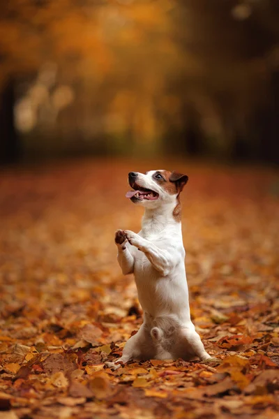 Clima de outono. Jack Russell Terrier cão com folhas. ouro e cor vermelha — Fotografia de Stock