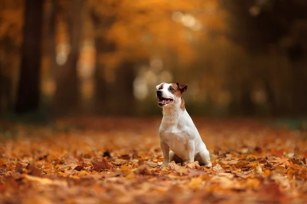 Clima de outono. Jack Russell Terrier cão com folhas. ouro e cor vermelha — Fotografia de Stock