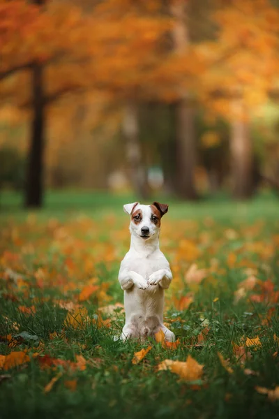 Humor de otoño. Jack Russell Terrier perro con hojas. oro y color rojo — Foto de Stock