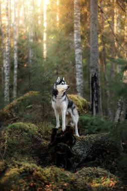 Köpek cinsi Sibirya kurdu.