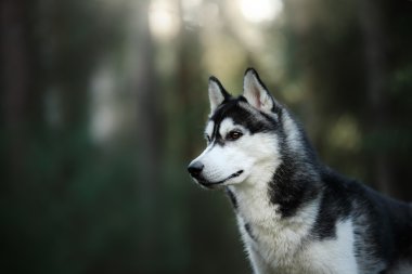 Köpek cinsi Sibirya kurdu.