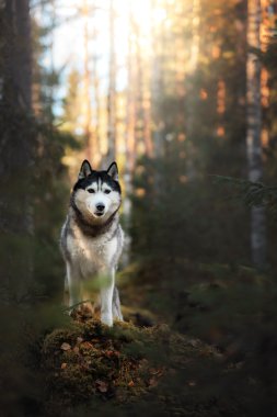 Köpek cinsi Sibirya kurdu.